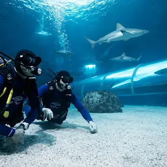 Sentosa Scuba Diving, Singapore