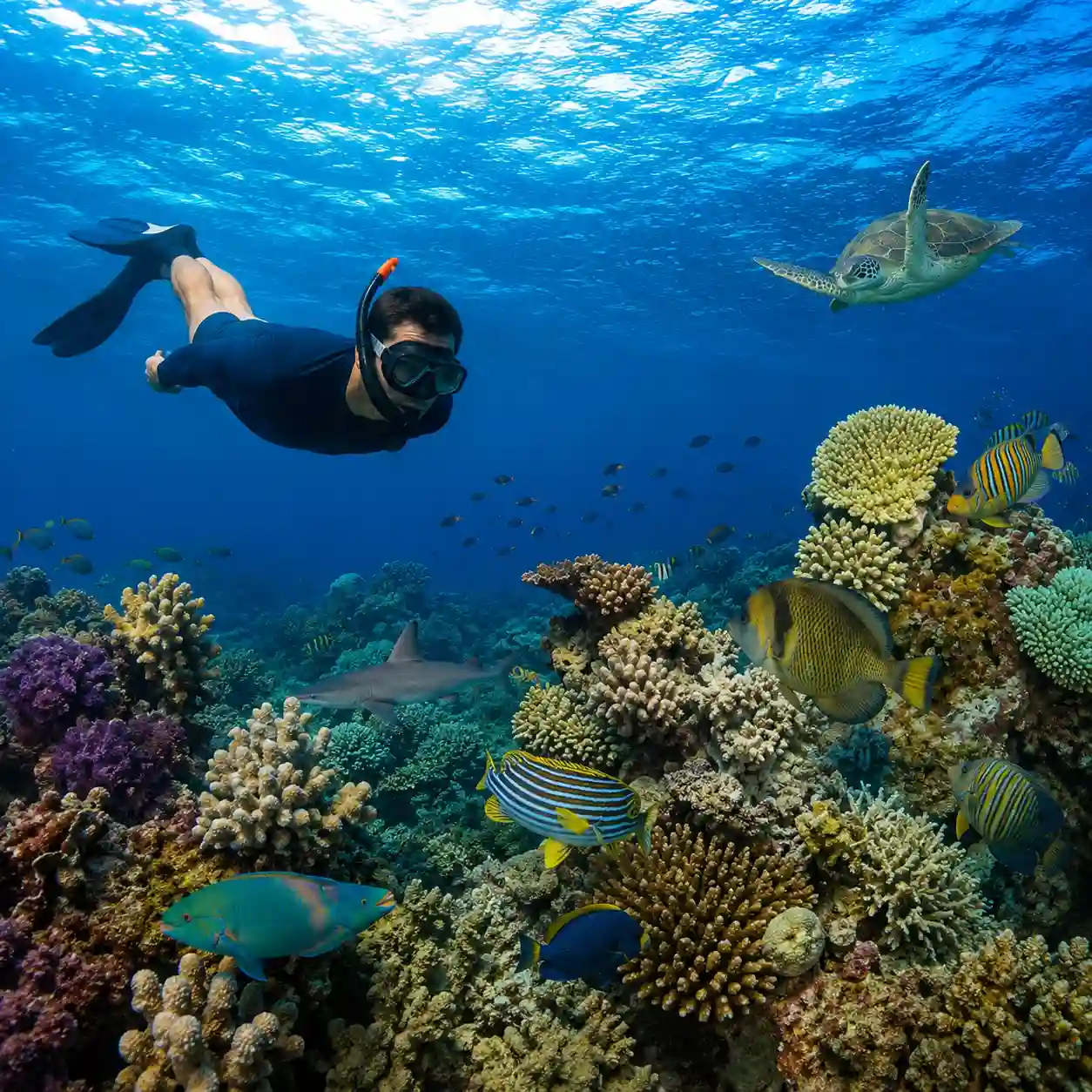 Coral Reef Snorkeling