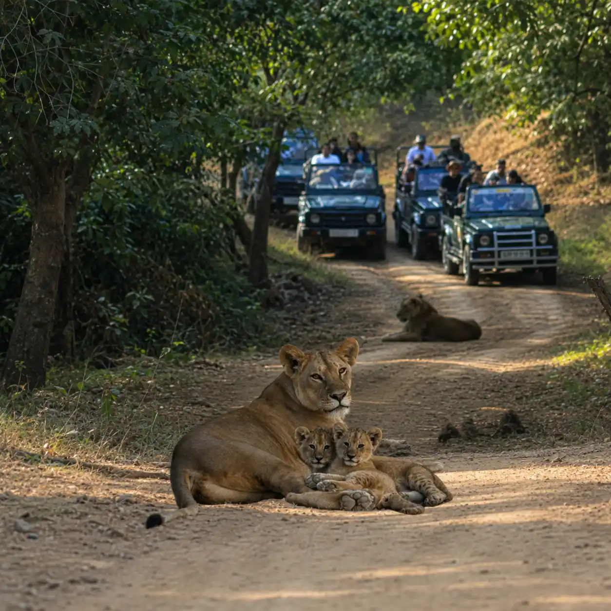 Gir National Park Jeep Safaris