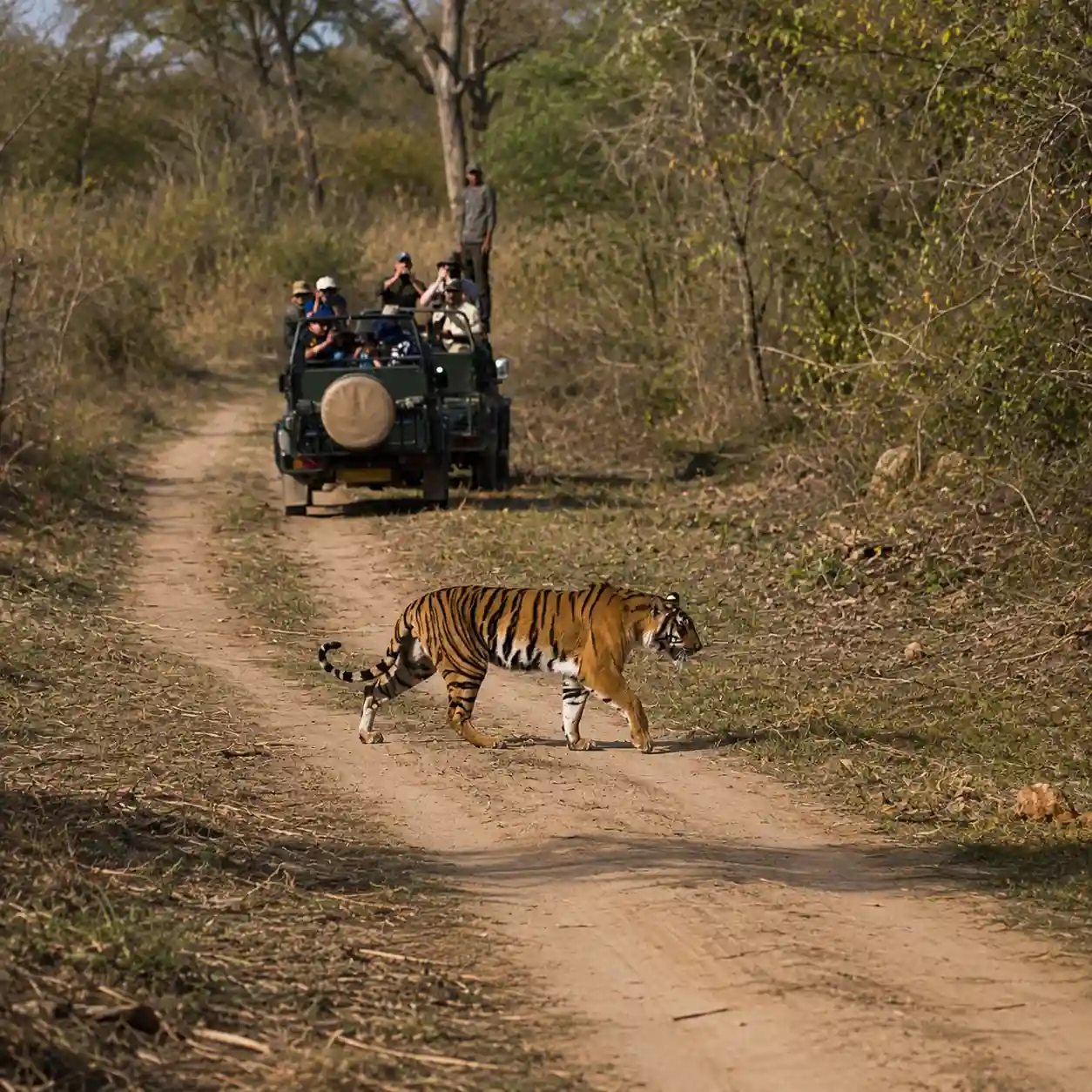 Ranthambore National Park Safaris