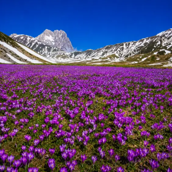 Pampore saffron feilds